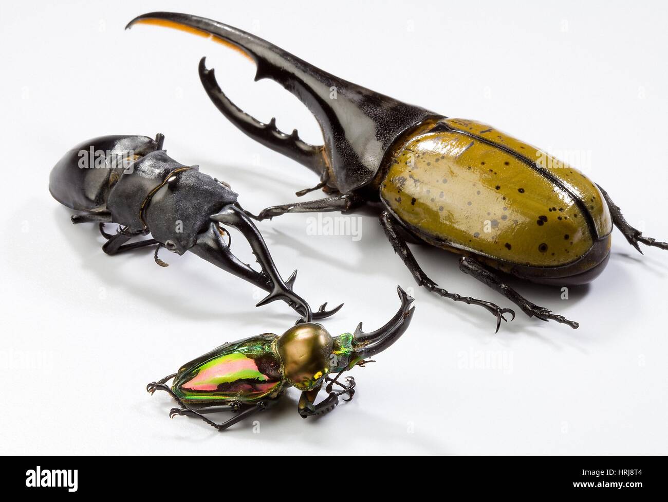 Stag Beetles Banque D'Images