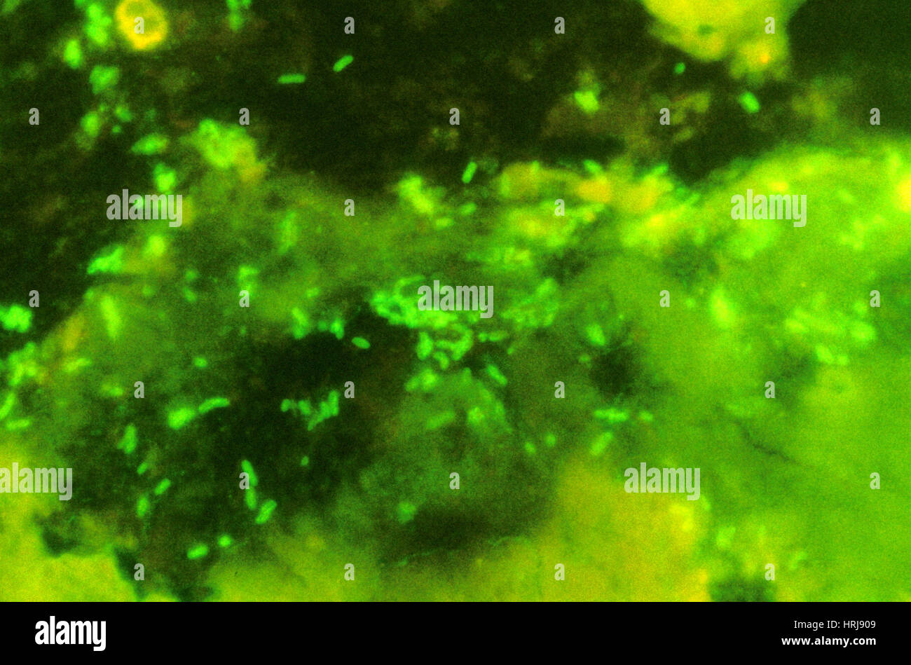 Escherichia coli, DFA, tache Banque D'Images