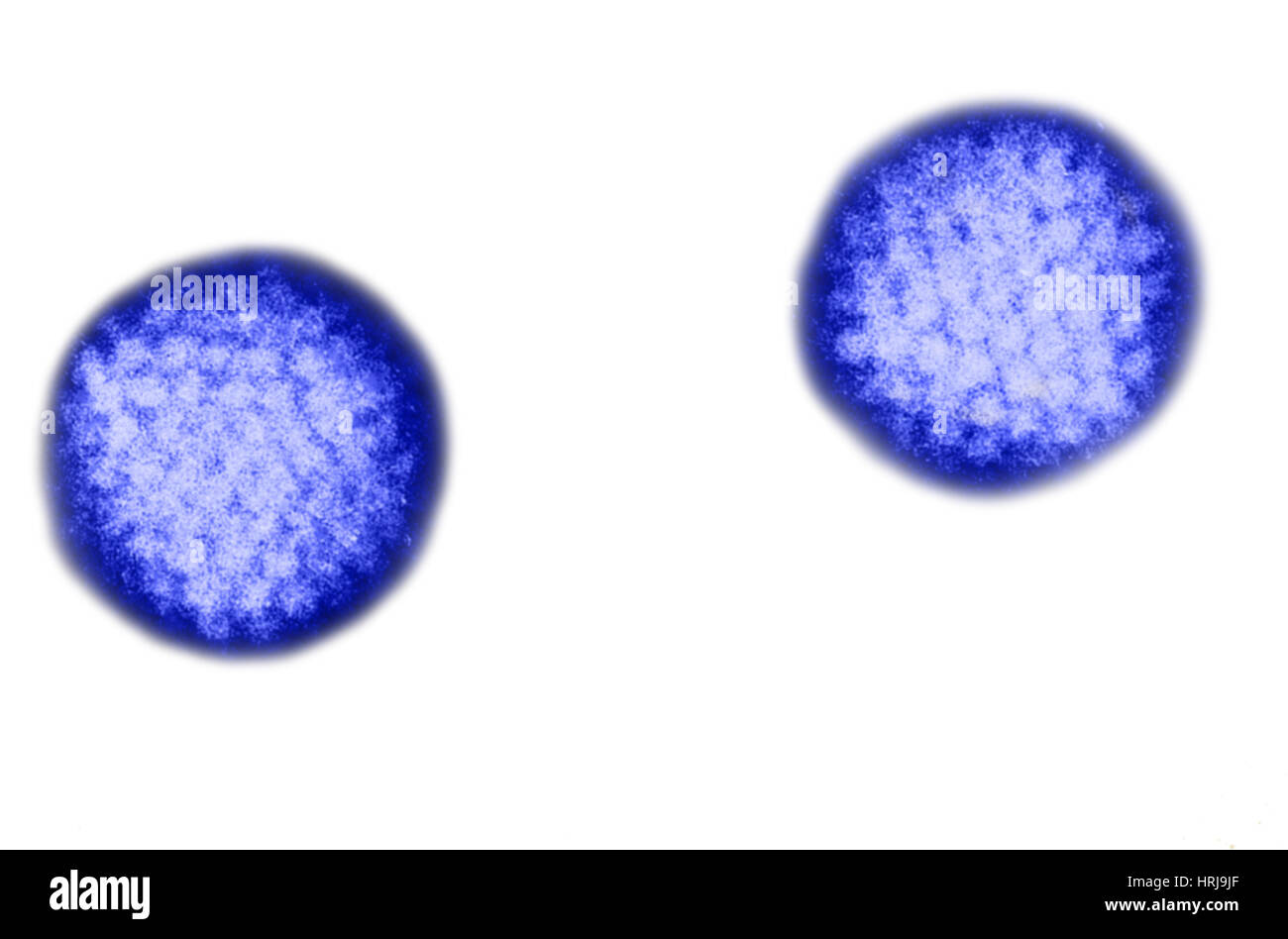 Adénovirus, TEM Banque D'Images