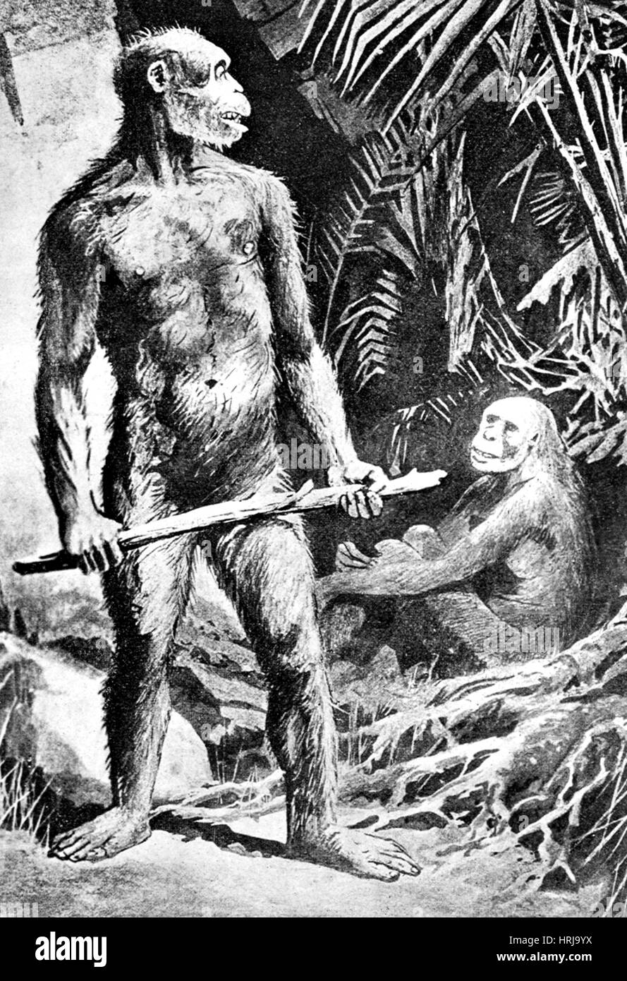 Java, l'homme préhistorique Homo erectus Banque D'Images