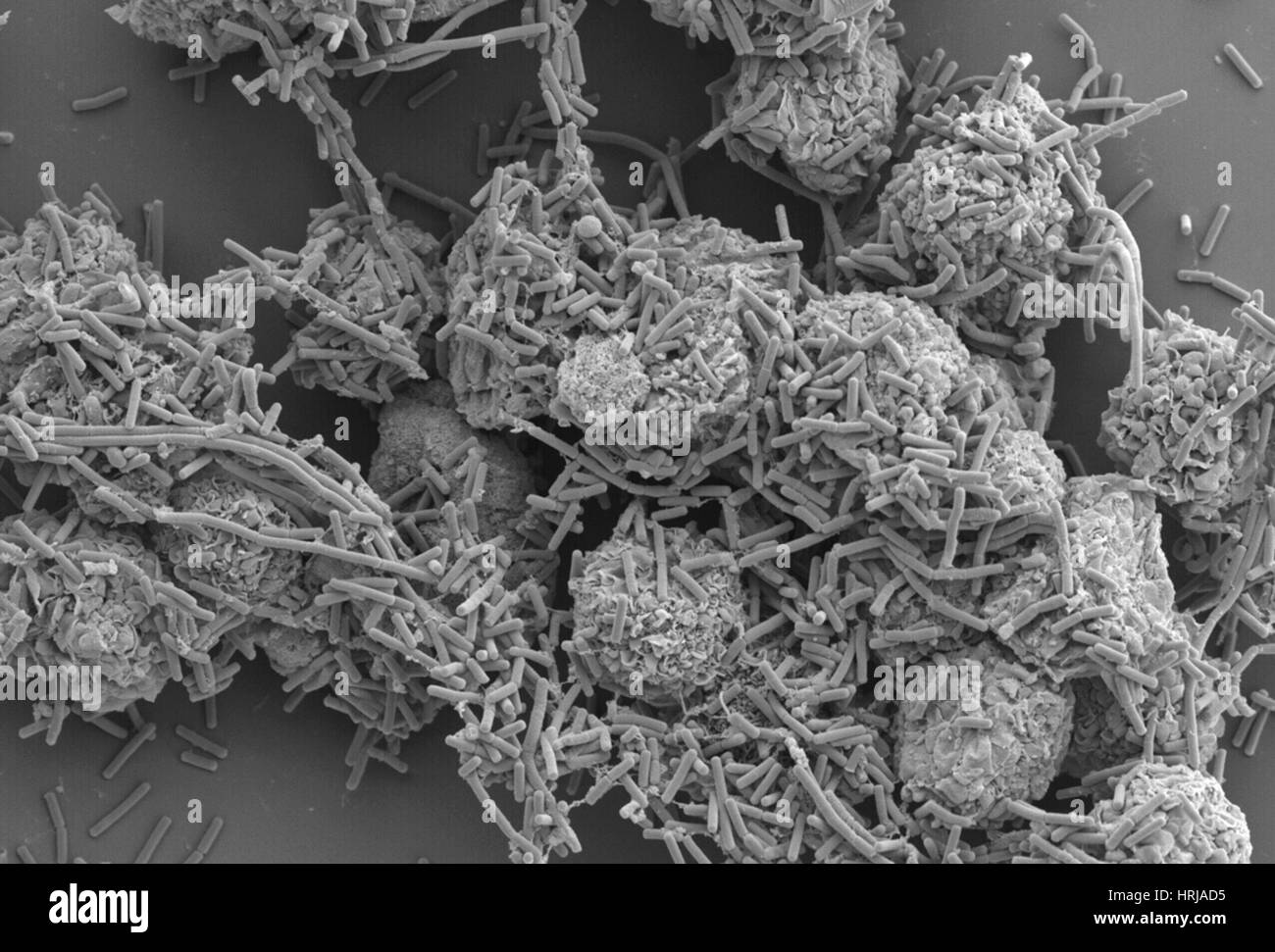 E. coli et les macrophages, SEM Banque D'Images