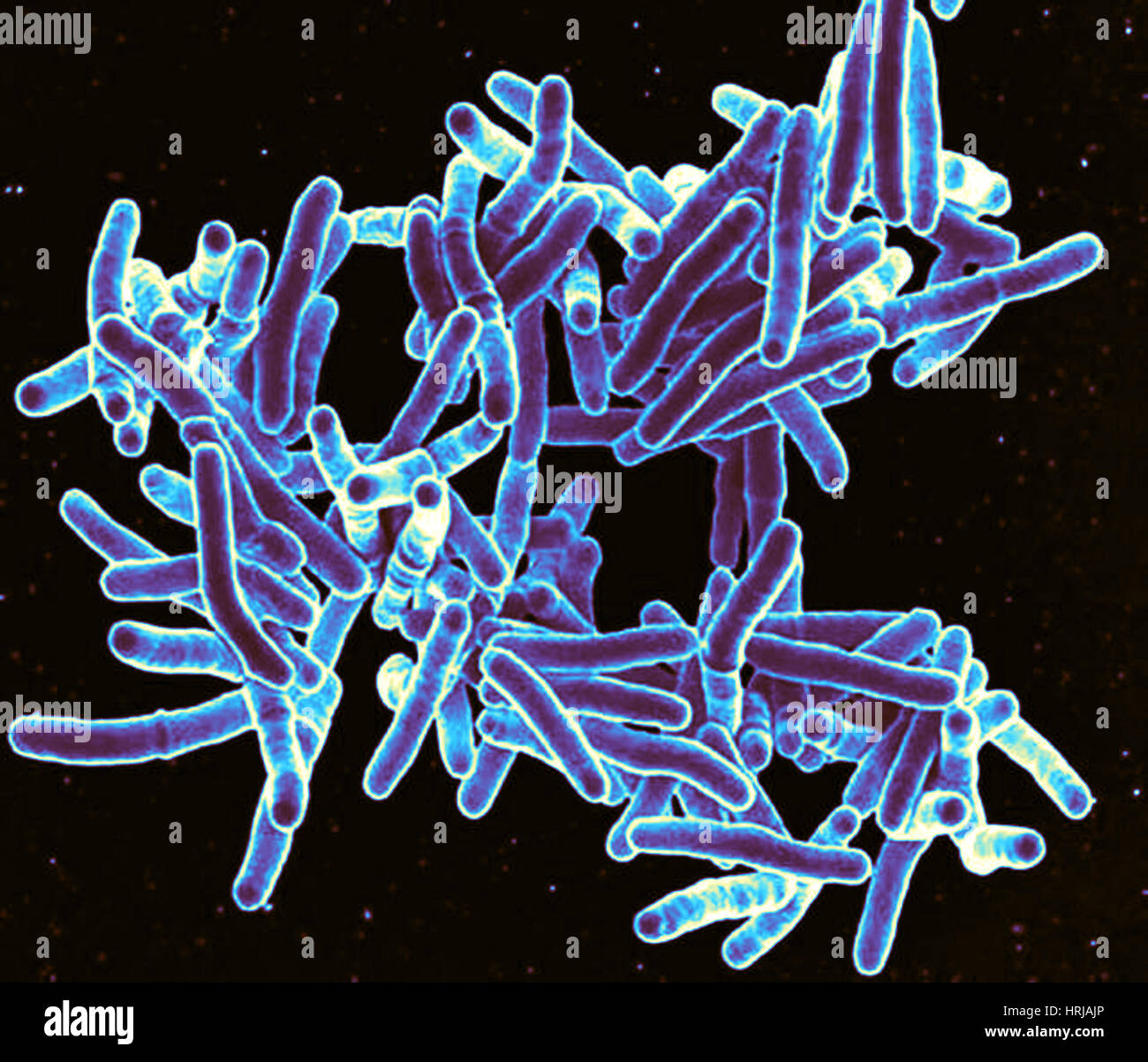 Mycobacterium tuberculosis, SEM Banque D'Images