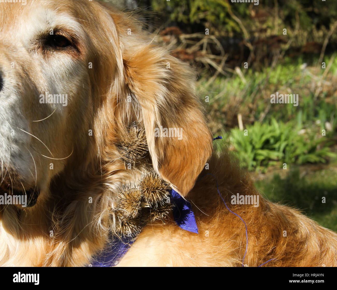 La fourrure de chien de fraises Banque D'Images