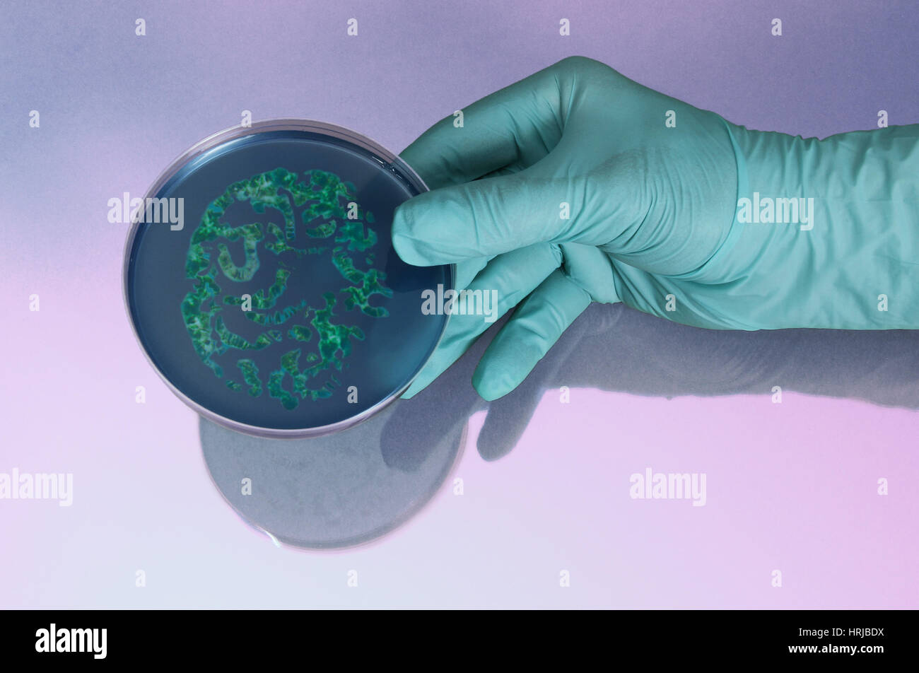 Les chromosomes de mouches des fruits dans une boîte de Pétri Banque D'Images