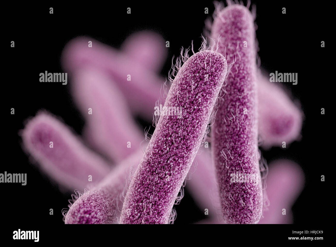 La bactérie Shigella pharmacorésistante, modèle 3D Banque D'Images