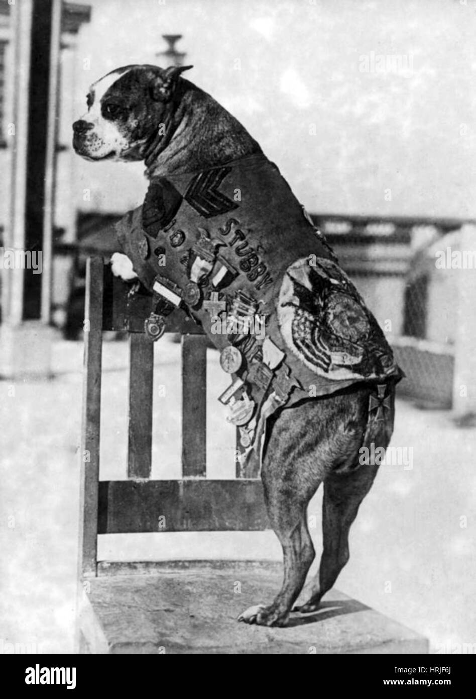 La première guerre mondiale, le sergent Stubby, chien de guerre américain Banque D'Images