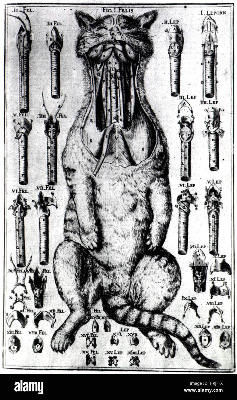 Cat de la dissection, organes de la Parole, 1601 Banque D'Images