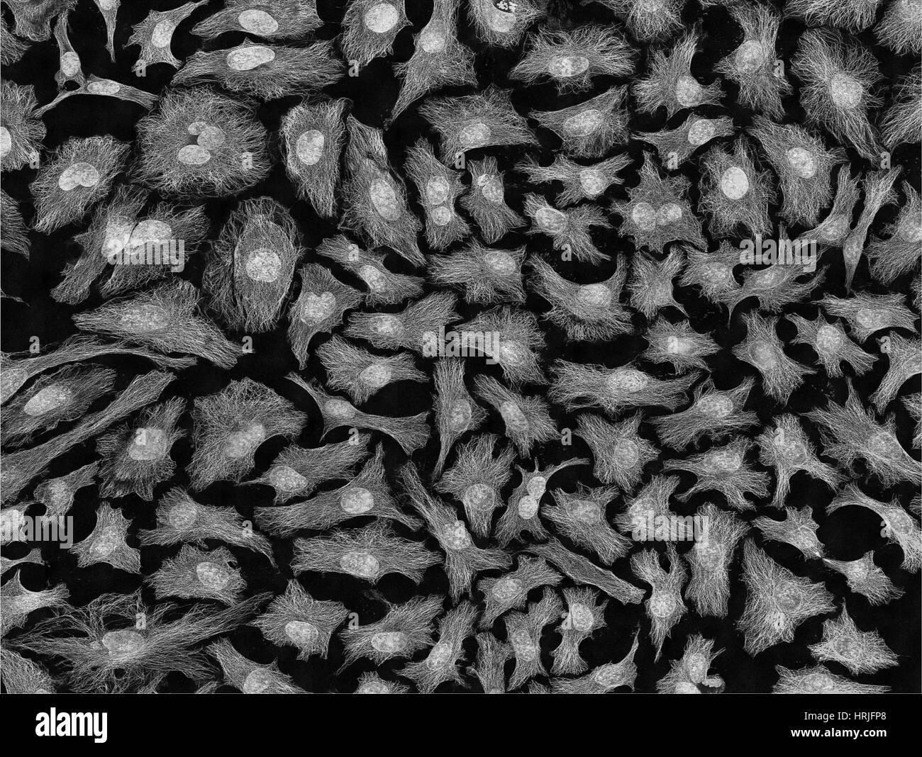 Microscope optique cellule Banque d'images noir et blanc - Alamy