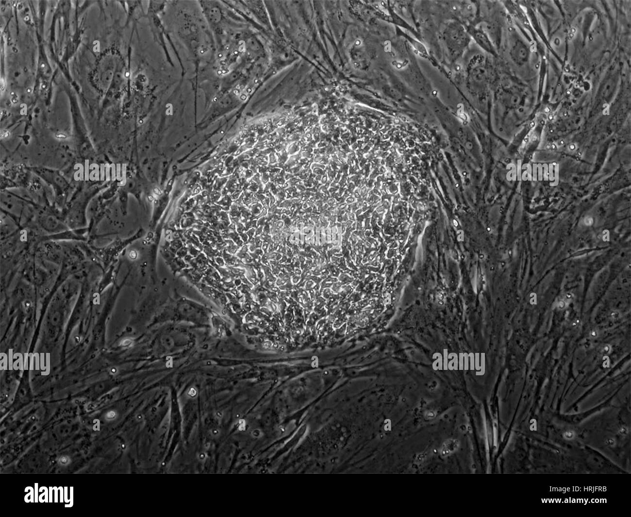 Lignée de cellules souches embryonnaires humaines ES01 Banque D'Images