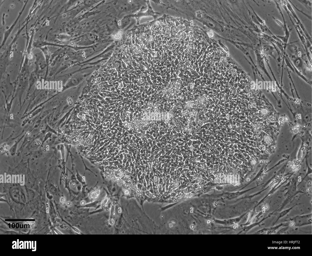 Lignée de cellules souches embryonnaires humaines WA09 Banque D'Images