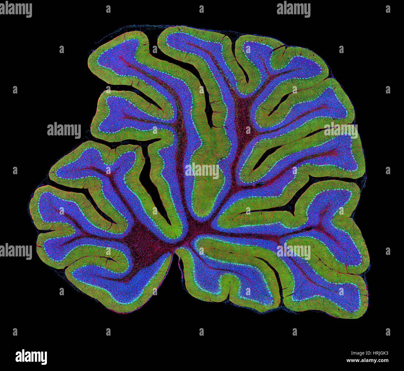 Le cervelet, fluorescentes LM Banque D'Images