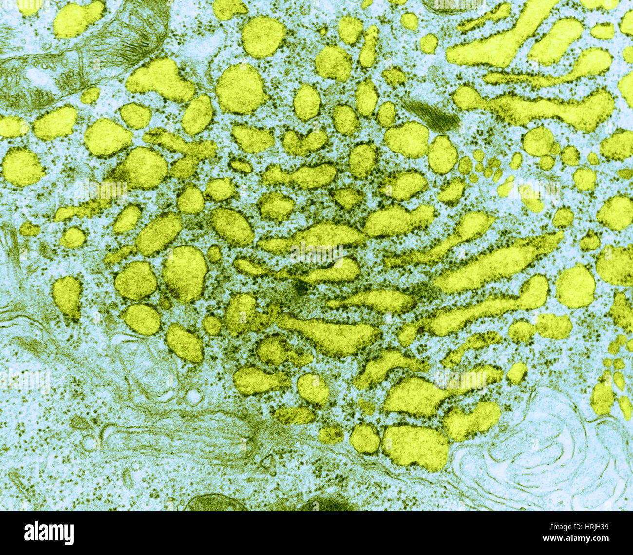 Réticulum endoplasmique, TEM Banque D'Images