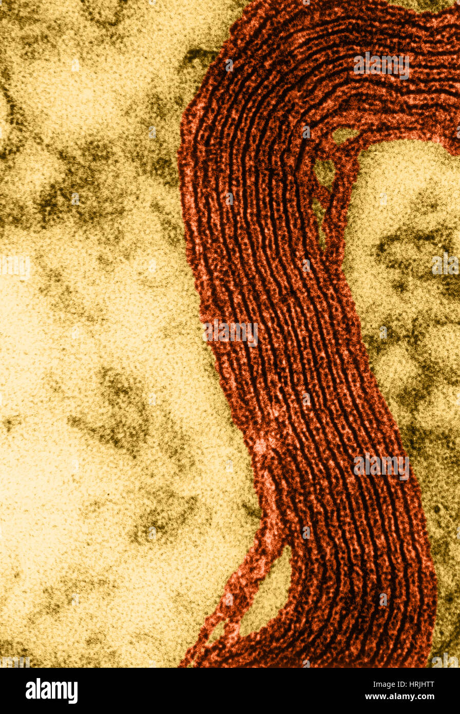 Gaine de myéline, EM Banque D'Images