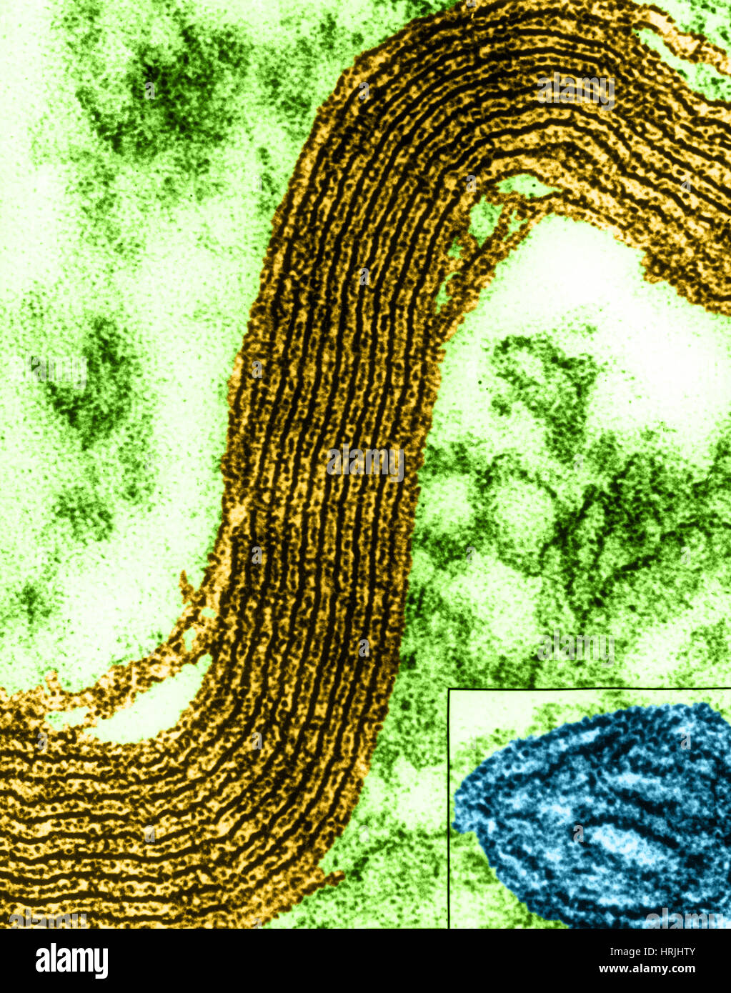 L'ultrastructure de la membrane dans les cellules nerveuses, EM Banque D'Images
