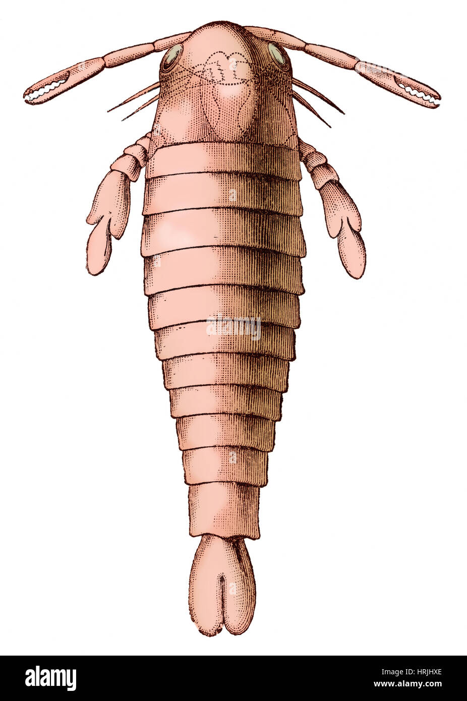 Eurypterid silurien Banque D'Images