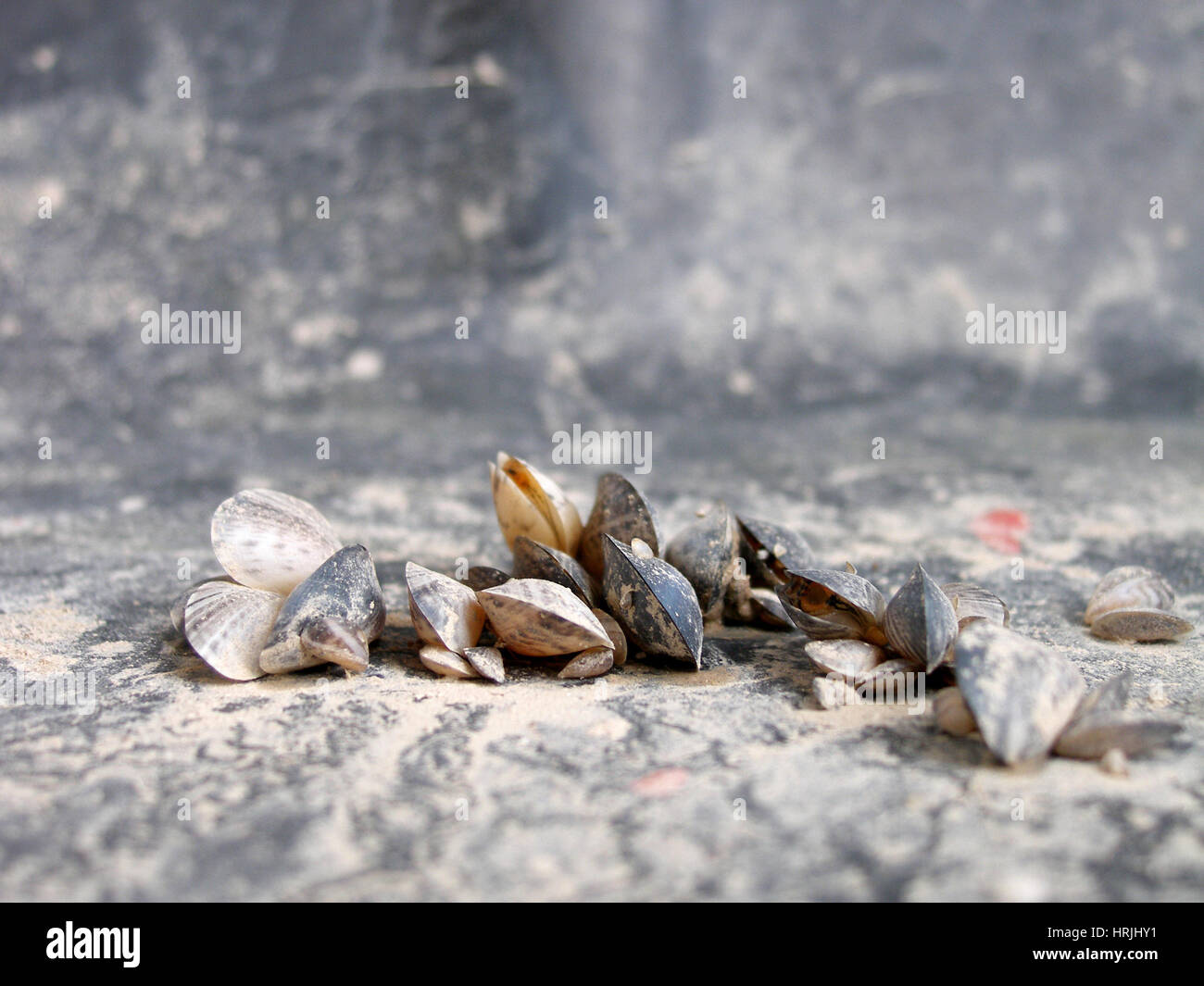 La moule quagga (Dreissena bugensis) Banque D'Images