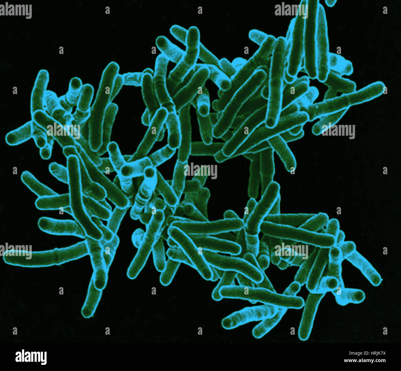 La bactérie Mycobacterium tuberculosis, SEM Banque D'Images