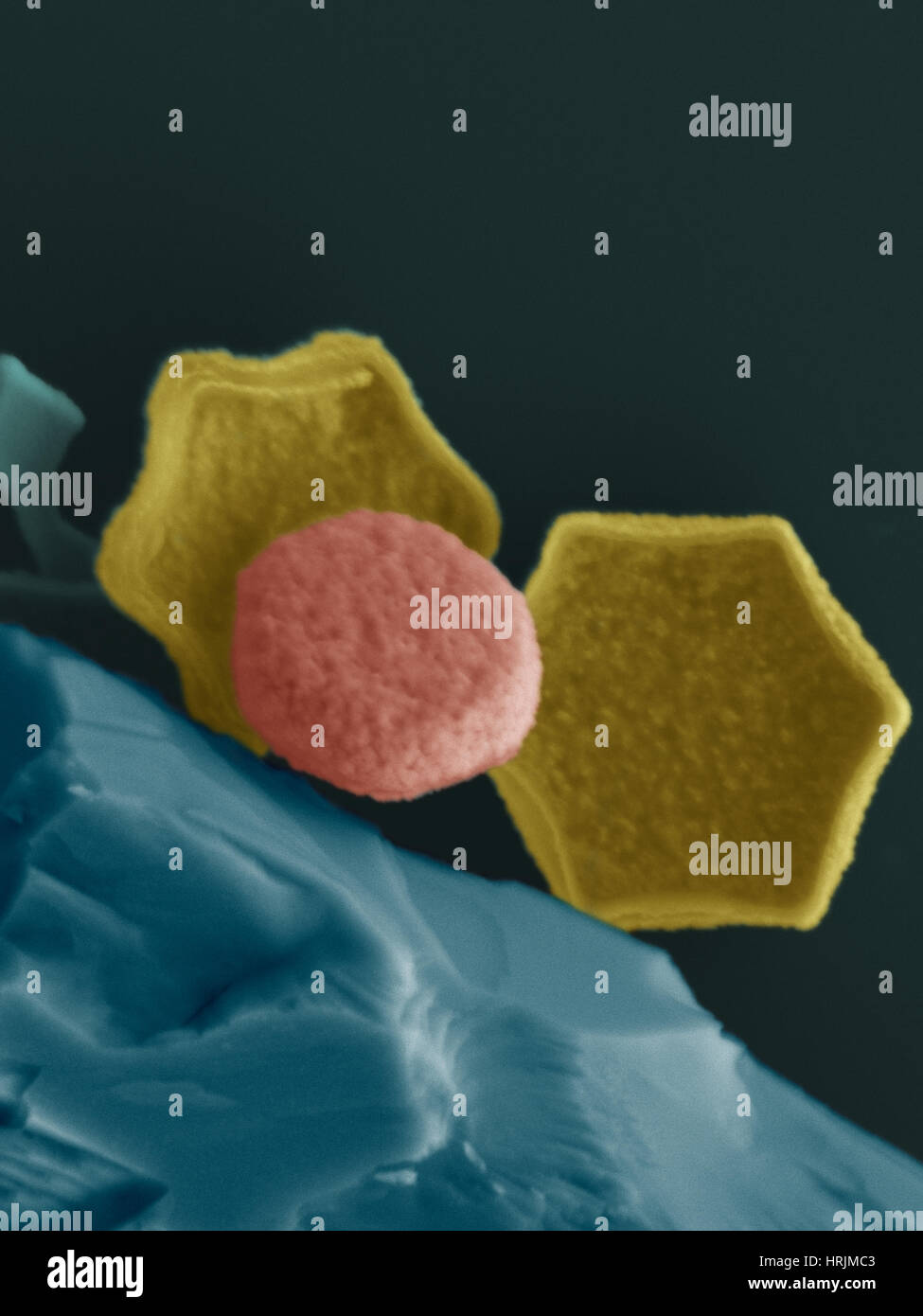 Les nanoparticules magnétiques, SEM Banque D'Images