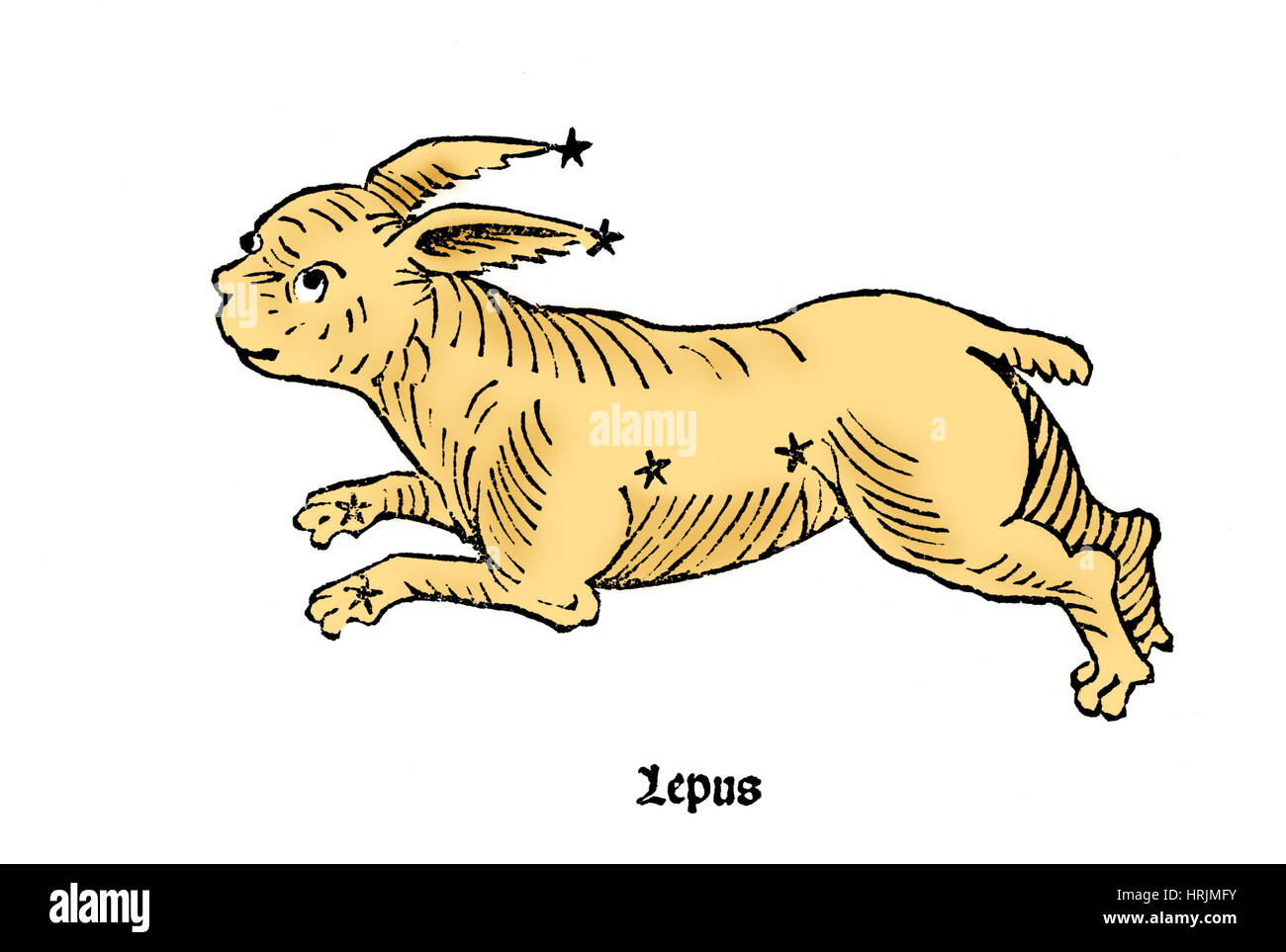 Le lièvre Lepus, Constellation Banque D'Images