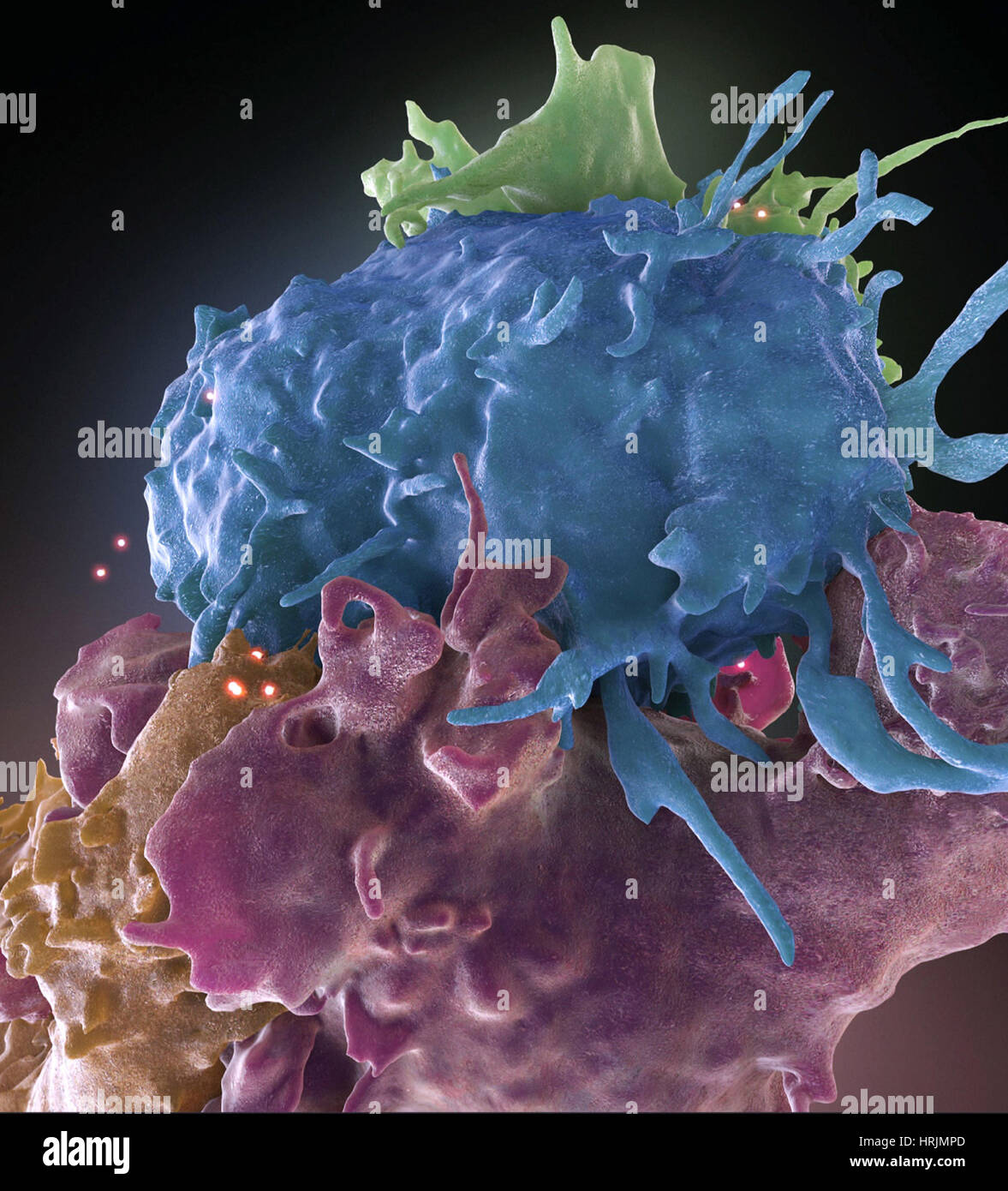 Vih-positifs et les cellules T Normal interagir, FIB-SEM Banque D'Images
