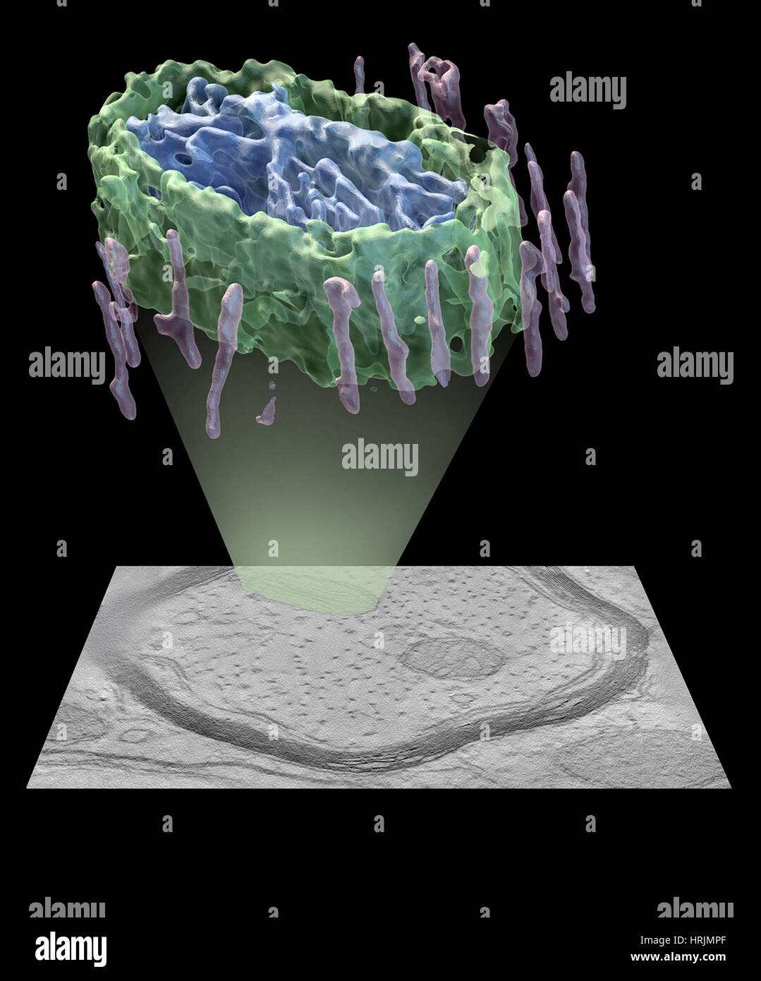 Mitochondrie neuronale Banque D'Images