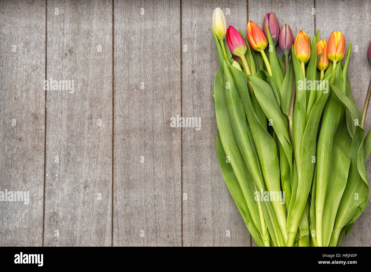 Belles tulipes colorées sur un fond de bois Banque D'Images
