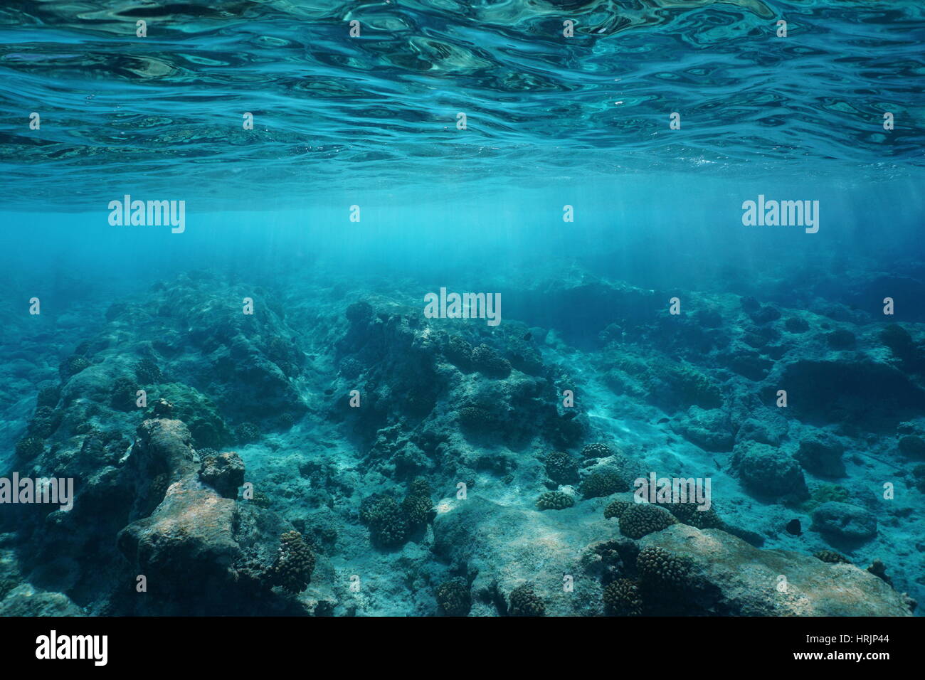 La surface de la mer sous l'eau claire avec la lumière naturelle du soleil et des fonds marins rocheux, l'océan Pacifique, l'atoll de Rangiroa, Tuamotu, Polynésie Française Banque D'Images
