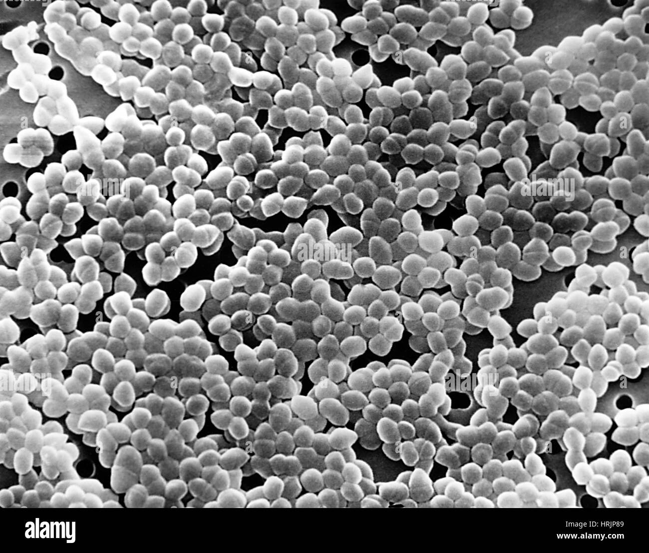 Bactéries entérocoques, SEM Banque D'Images