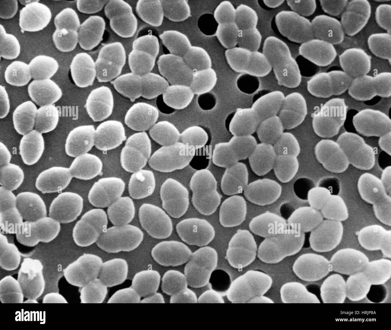 Bactéries entérocoques, SEM Banque D'Images