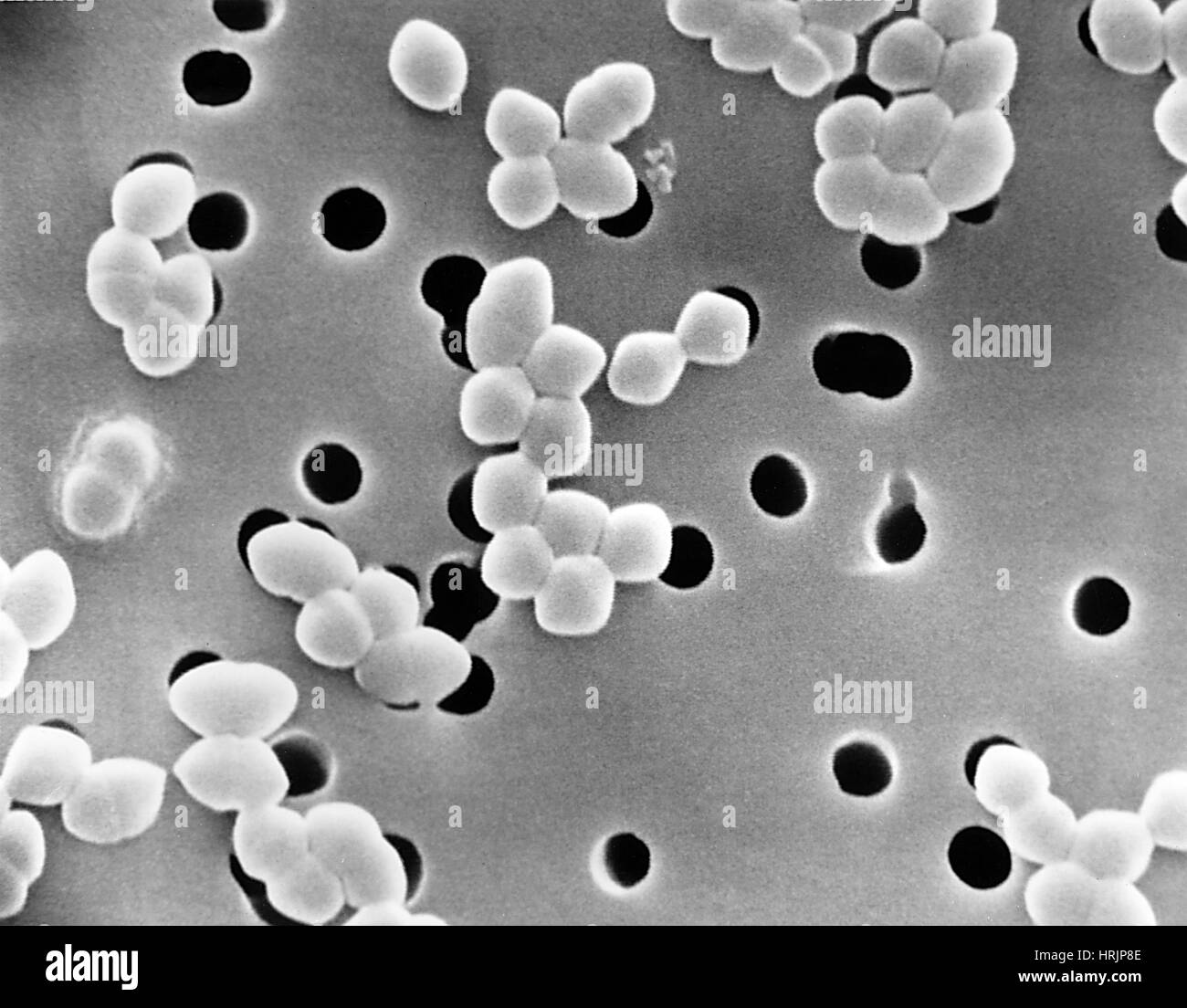 Bactéries entérocoques, SEM Banque D'Images