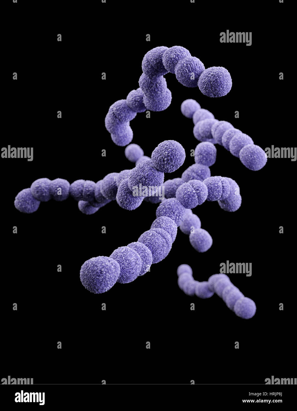 Streptococcus agalactiae, modèle 3D Banque D'Images
