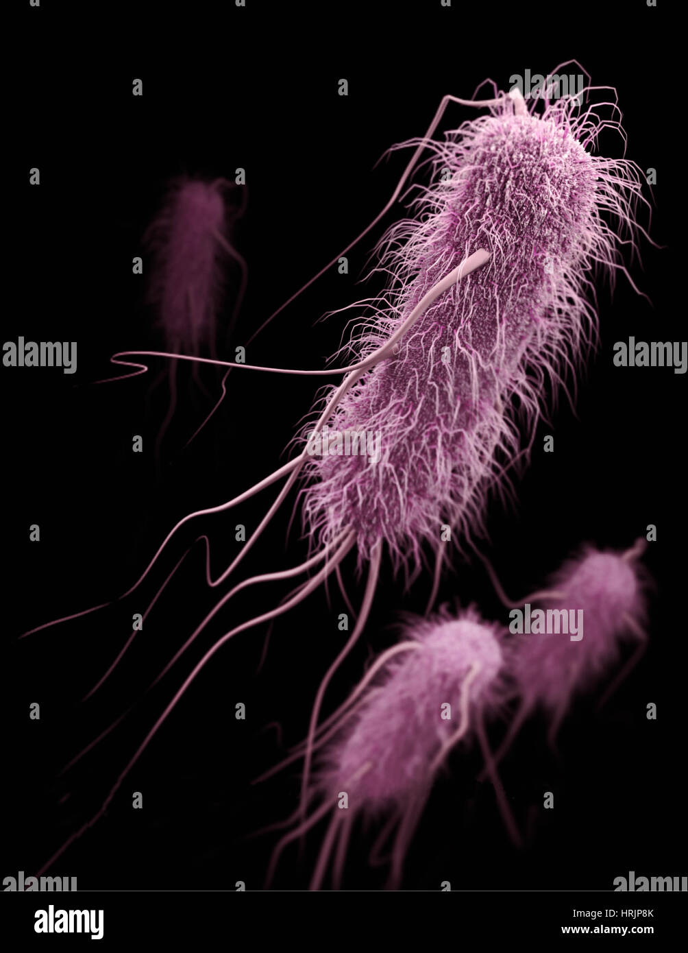 Beta-lactamase, Enterobacteriaceae, modèle 3D Banque D'Images