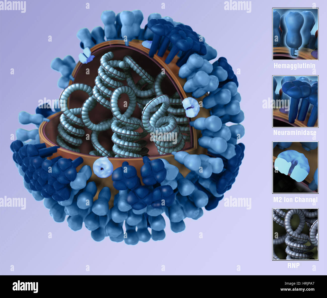 Le virus de l'influenza, modèle 3D Banque D'Images