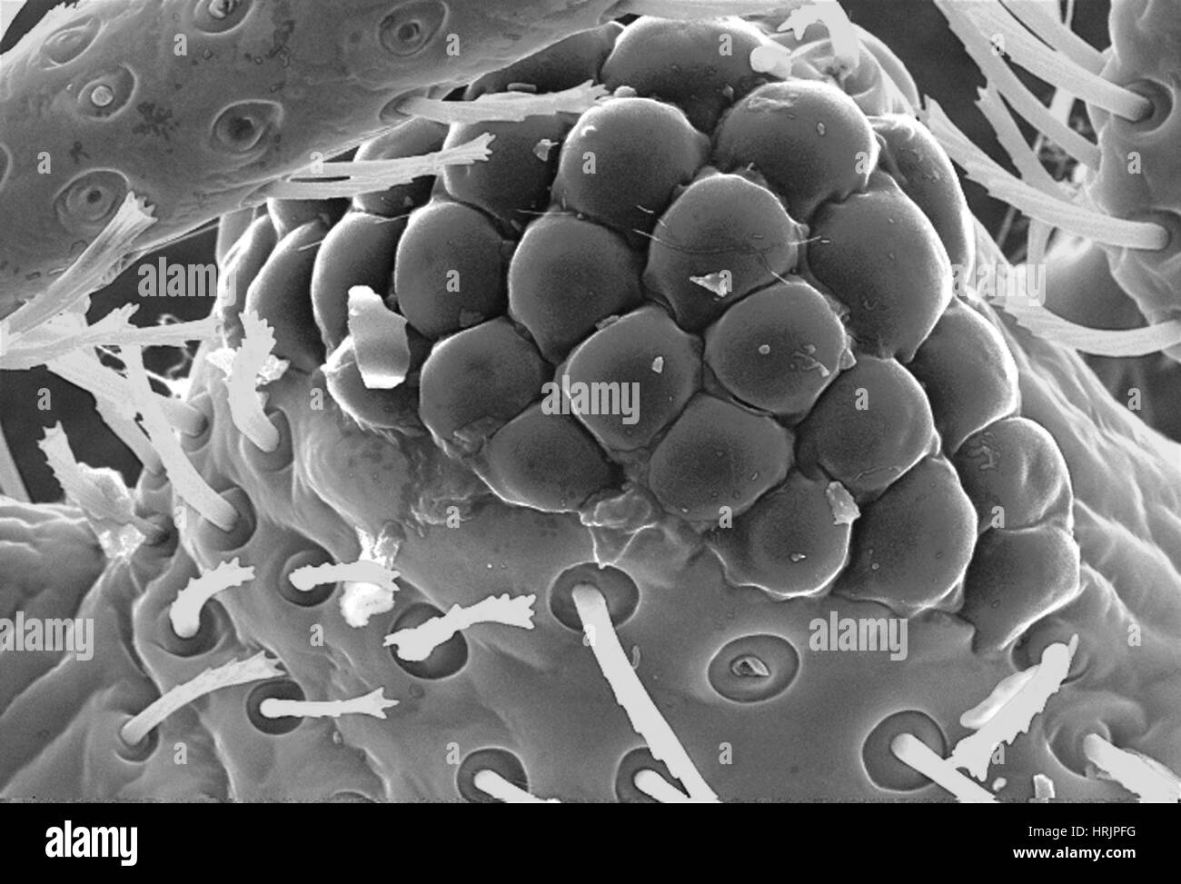 Cimex lectularius, Œil composé de punaise de lit, SEM Banque D'Images