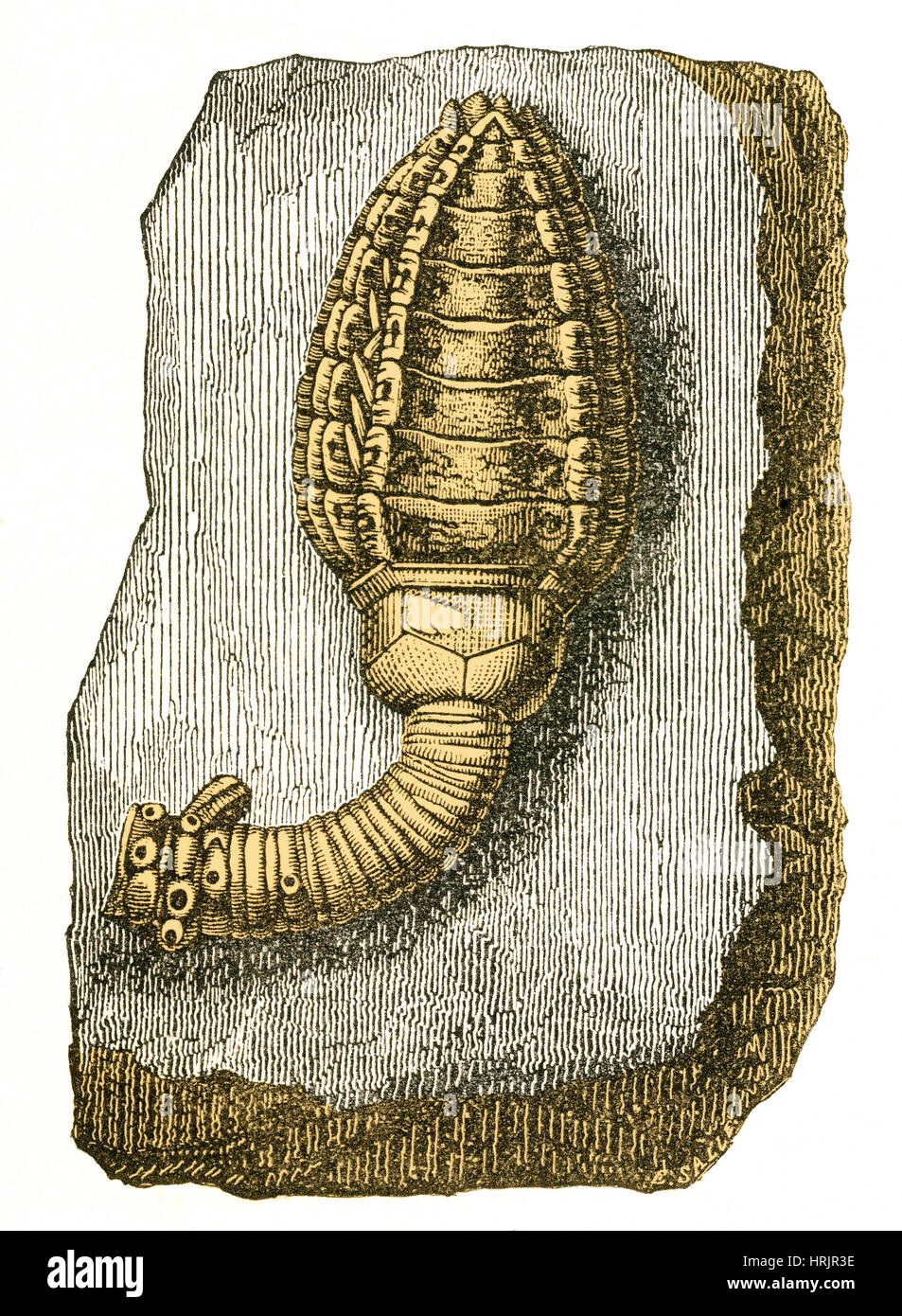 Crinoïde du Dévonien, illustration Banque D'Images