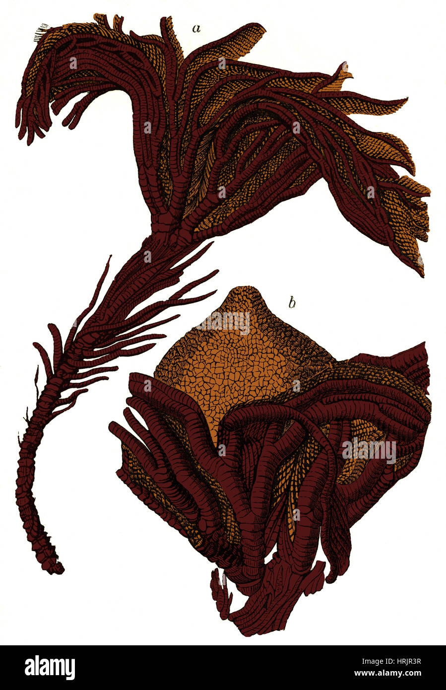Des fossiles de crinoïdes, illustration Banque D'Images