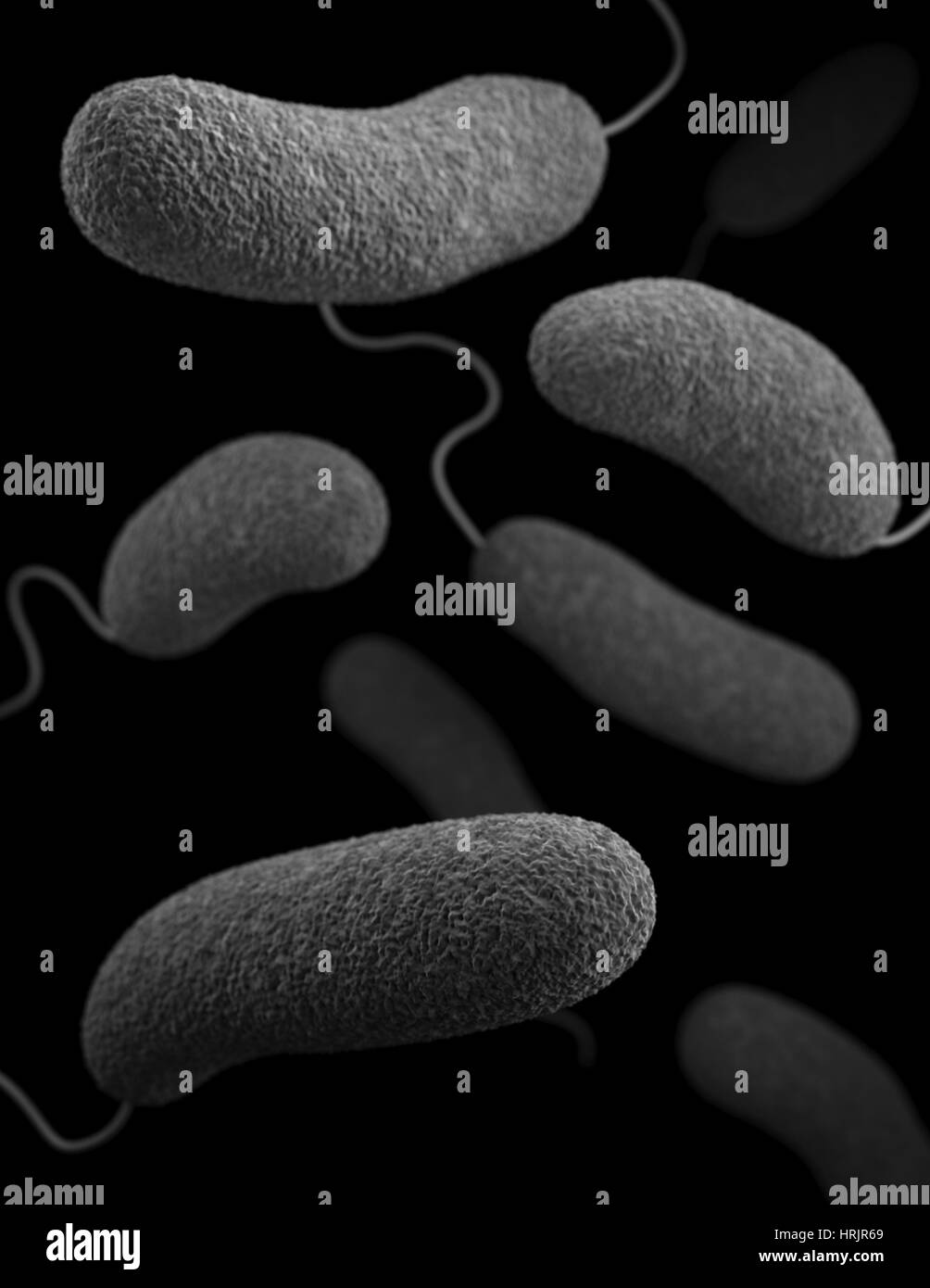 La bactérie Vibrio parahaemolyticus, modèle 3D Banque D'Images