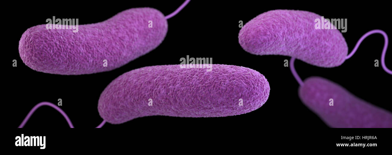 La bactérie Vibrio parahaemolyticus, modèle 3D Banque D'Images