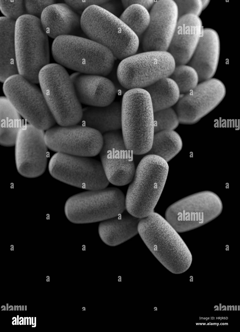 La bactérie Clostridium perfringens, modèle 3D Banque D'Images