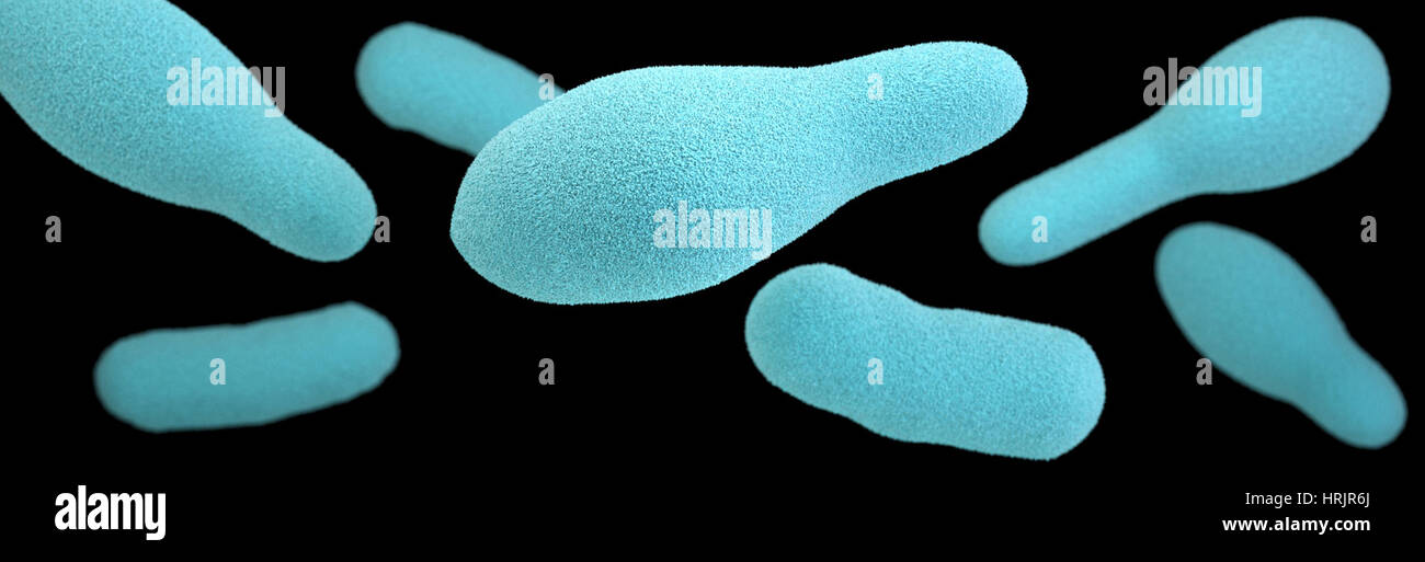 Clostridium, modèle 3D Banque D'Images