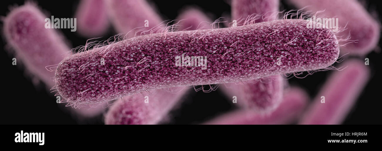 La bactérie Shigella pharmacorésistante, modèle 3D Banque D'Images