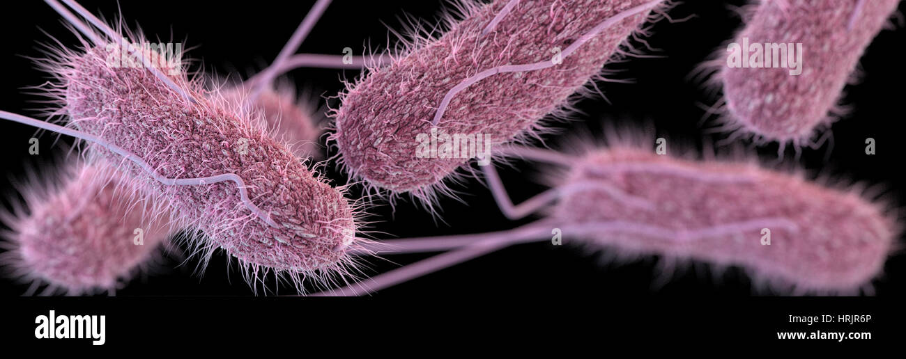 Salmonella sérotype Typhi pharmacorésistante, modèle 3D Banque D'Images
