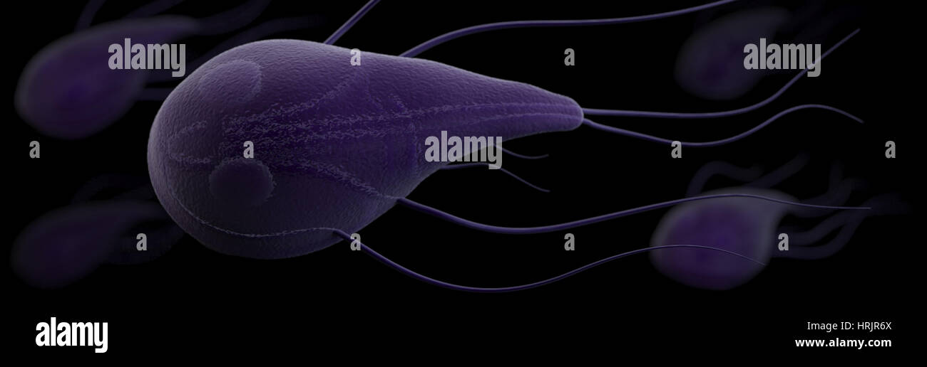 Les protozoaires Giardia lamblia, modèle 3D Banque D'Images