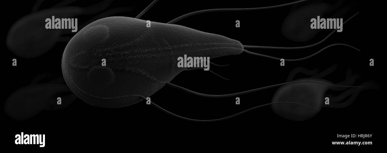 Les protozoaires Giardia lamblia, modèle 3D Banque D'Images