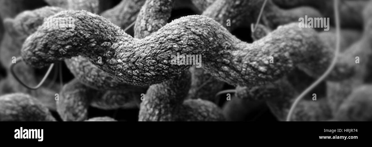 Les bactéries Campylobacter pharmacorésistante, modèle 3D Banque D'Images