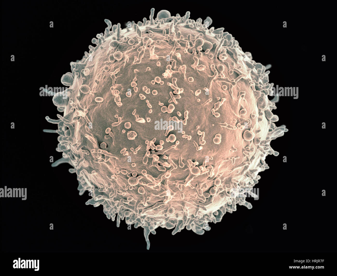 Des lymphocytes B humains, SEM Banque D'Images