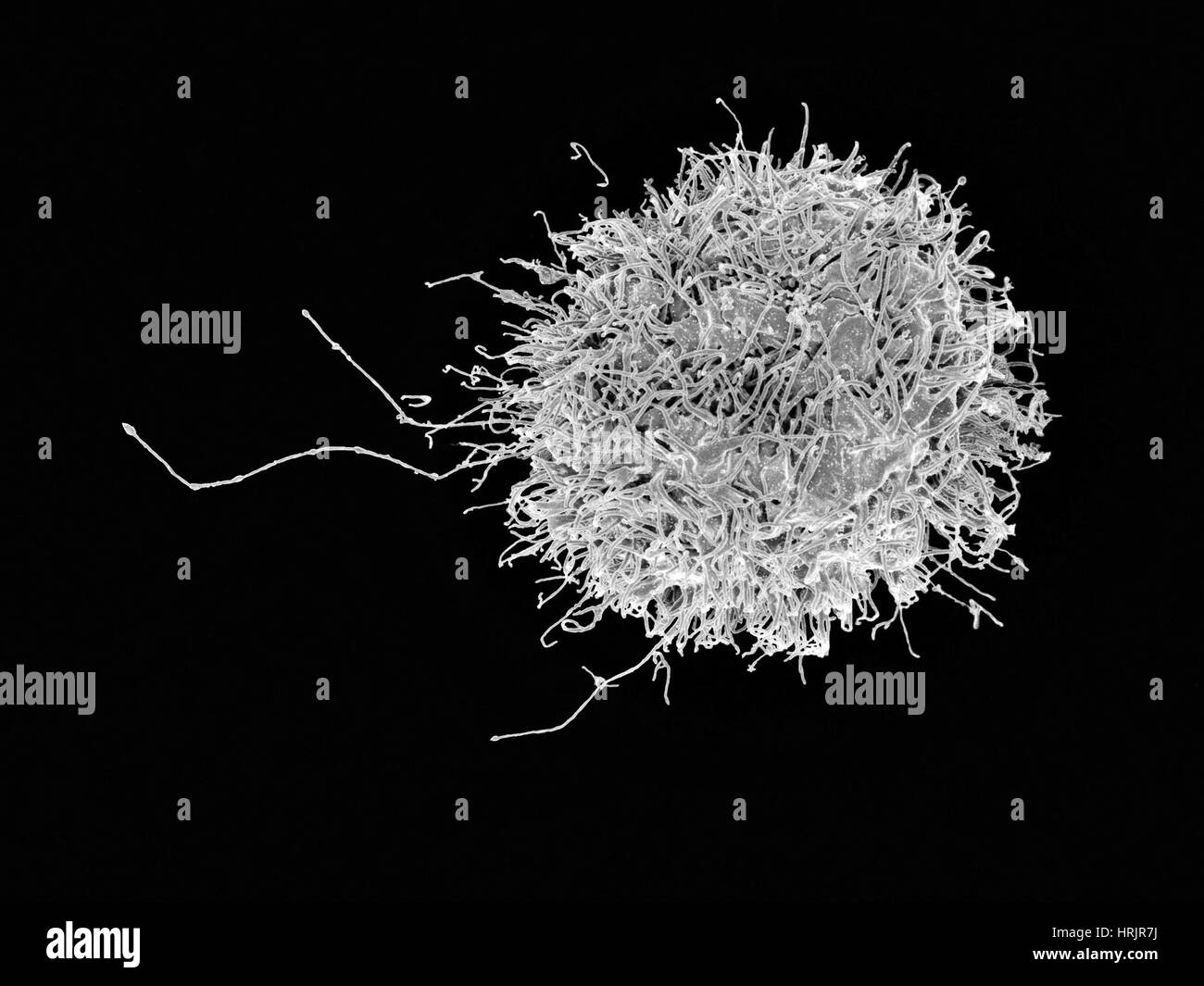 Les cellules tueuses naturelles, SEM Banque D'Images