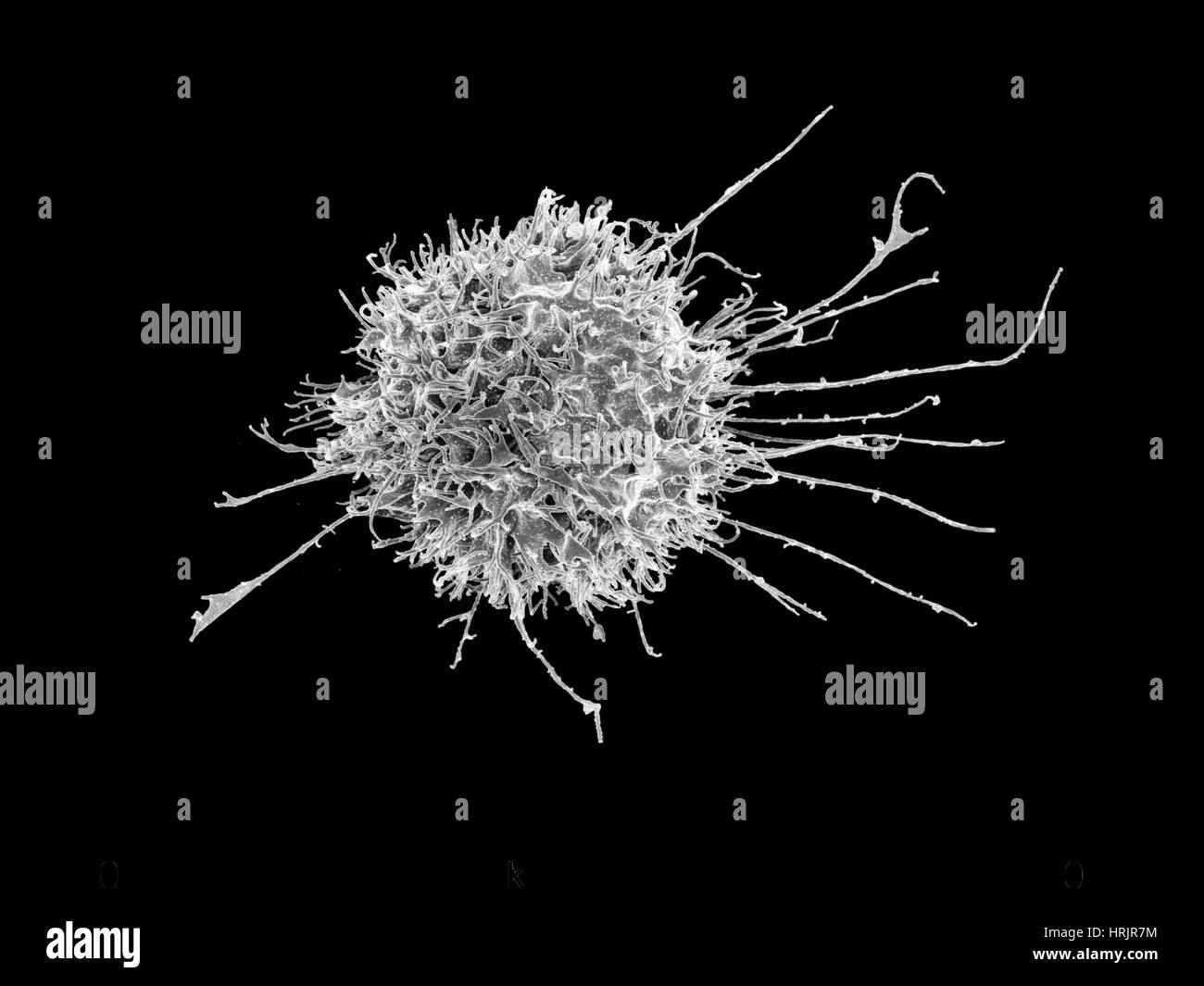 Les cellules tueuses naturelles, SEM Banque D'Images