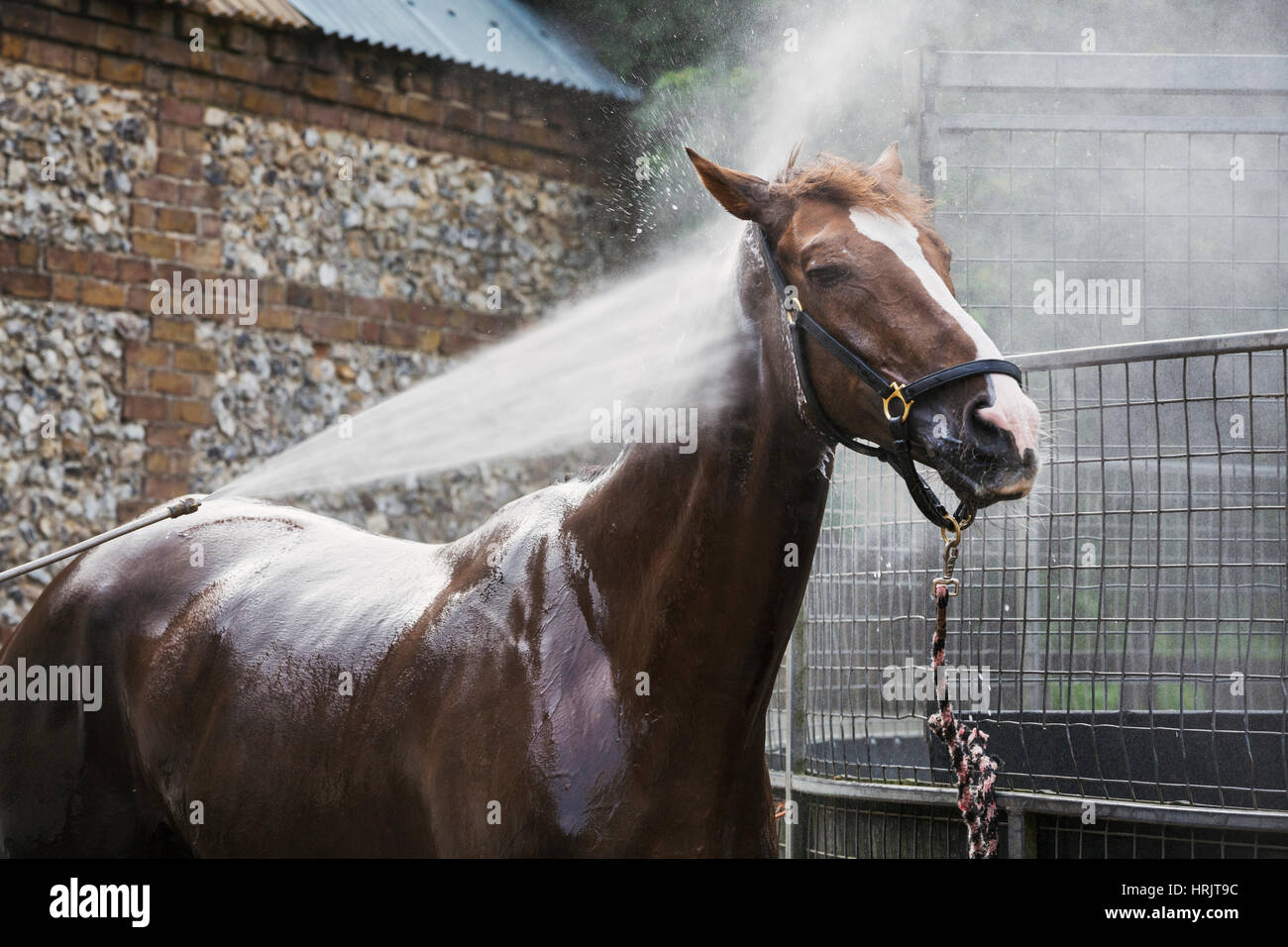 Un cheval pur-sang d'être lavé au jet dans un triage stable après l'exercice. Banque D'Images