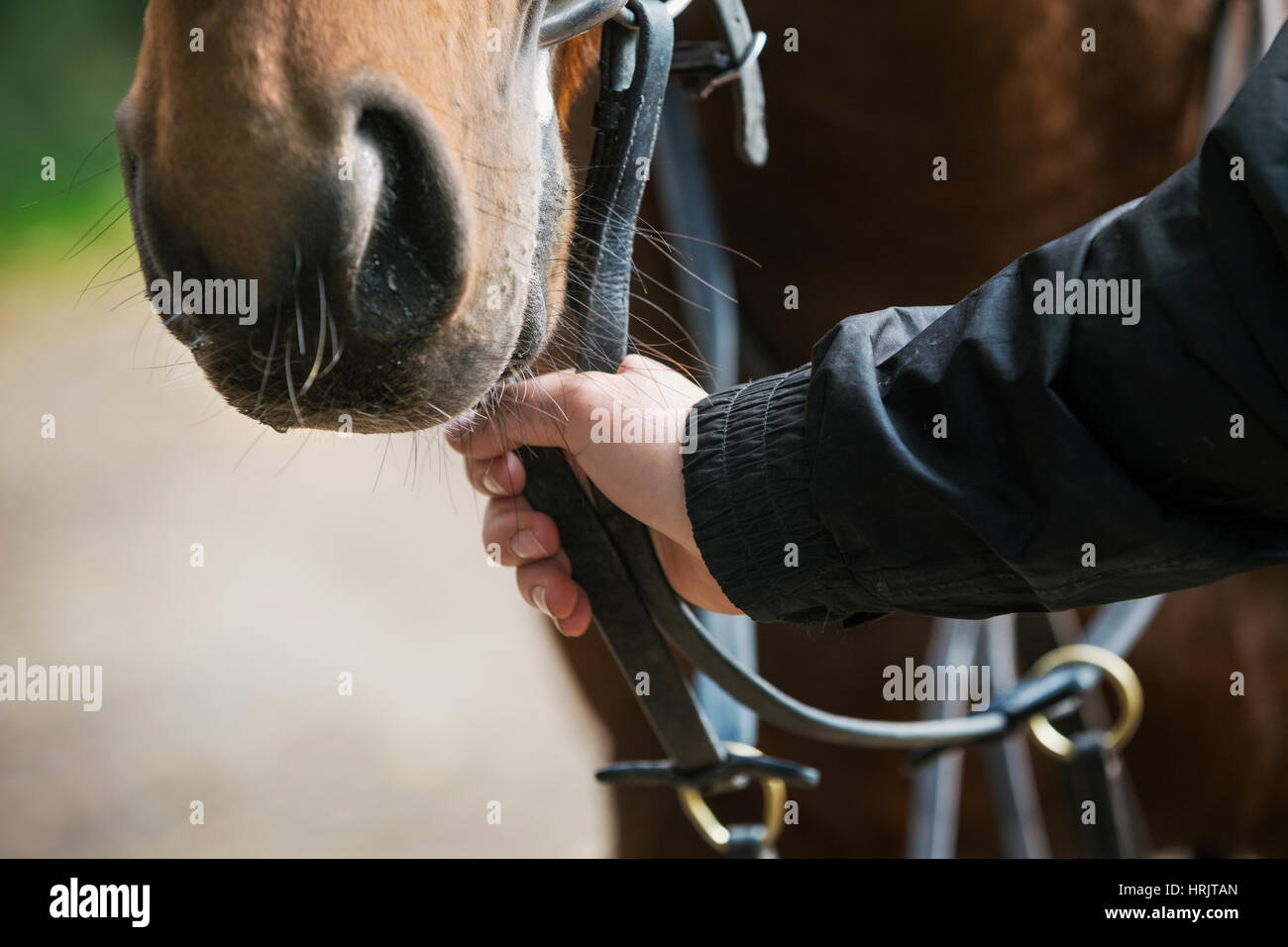 Close up of a human hand holding a cheval par la bride. Banque D'Images
